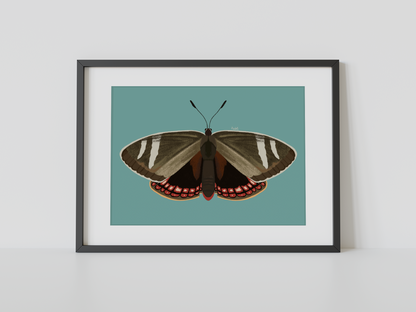 Print Mariposa del Chagual