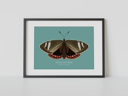 Print Mariposa del Chagual