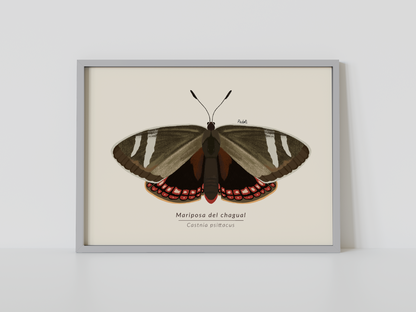 Print Mariposa del Chagual