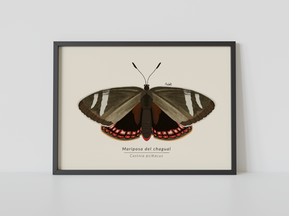 Print Mariposa del Chagual